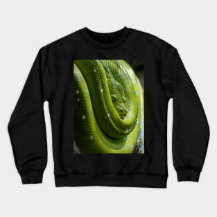 Green Tree Python, Australian Reptile Crewneck Sweatshirt